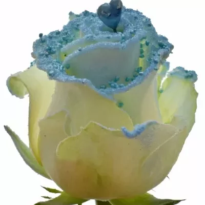 Modrá růže PEARL BLUE LOVE
