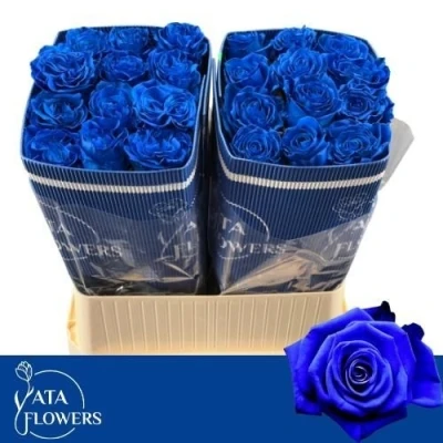 Modrá růže TINTED BLUE 70 cm (XXL)