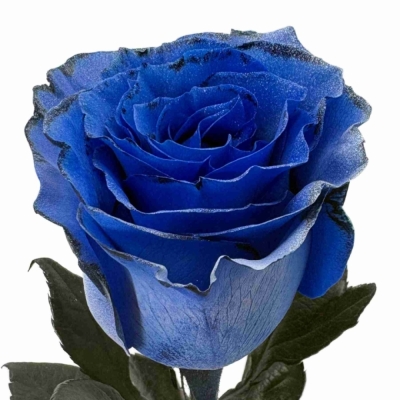Modrá růže TINTED BLUE SPARKLE MOON 70 cm (XXL) EQ