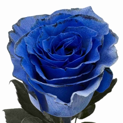 Modrá růže TINTED BLUE SPARKLE MOON