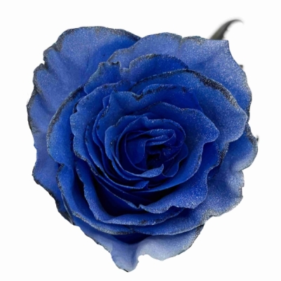 Modrá růže TINTED BLUE SPARKLE MOON