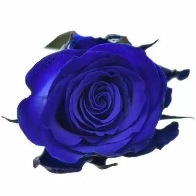 Modrá trsová růže BLUE JOSEPHINA 60cm/2+ (S)