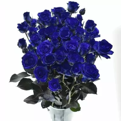 Modrá trsová růže BLUE JOSEPHINA 60cm/2+ (S)