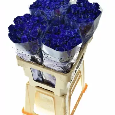 Modrá trsová růže BLUE JOSEPHINA 60cm/2+ (S)