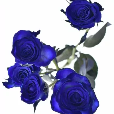 Modrá trsová růže BLUE JOSEPHINA 60cm/2+ (S)