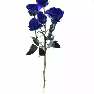 Modrá trsová růže BLUE JOSEPHINA 60cm/2+ (S)