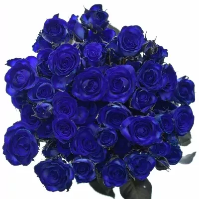 Modrá trsová růže BLUE JOSEPHINA 60cm/2+ (S)