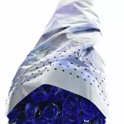 Modrá trsová růže BLUE JOSEPHINA 60cm/2+ (S)