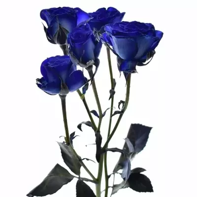 Modrá trsová růže BLUE JOSEPHINA 60cm/2+ (S)