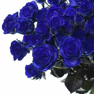 Modrá trsová růže BLUE JOSEPHINA 60cm/2+ (S)