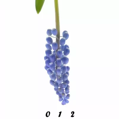 Modřenec ARMENIACUM 