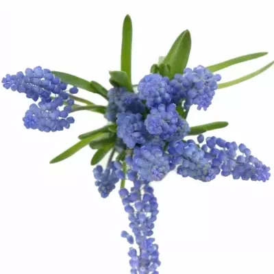 Modřenec ARMENIACUM 