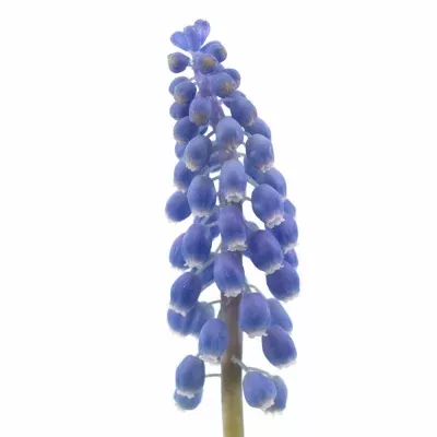 Modřenec ARMENIACUM 26cm