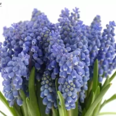 Modřenec ARMENIACUM 