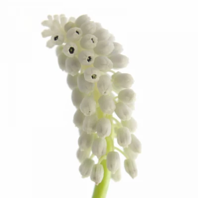 Modřenec SIBERIA TIGER 25cm