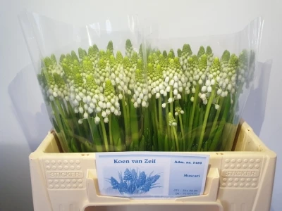 Modřenec WHITE PEARL