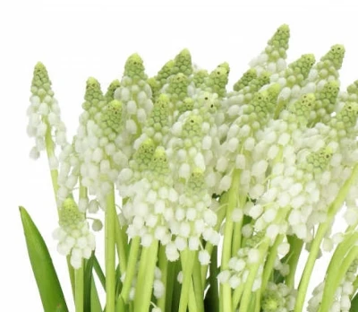 Modřenec WHITE PEARL 30cm