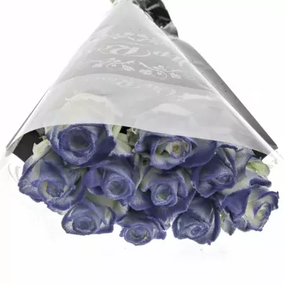 Modrobílá růže MARSHMALLOW BLUE