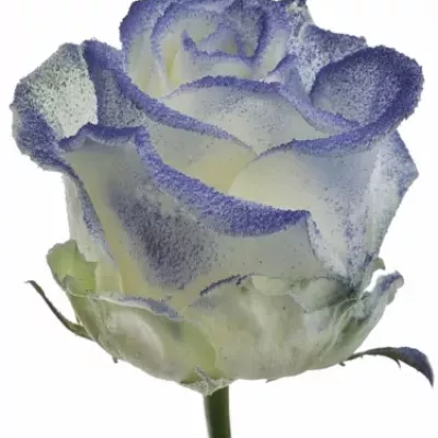 Modrobílá růže MARSHMALLOW BLUE
