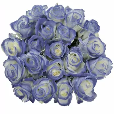 Modrobílá růže MARSHMALLOW BLUE