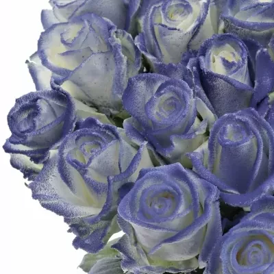 Modrobílá růže MARSHMALLOW BLUE