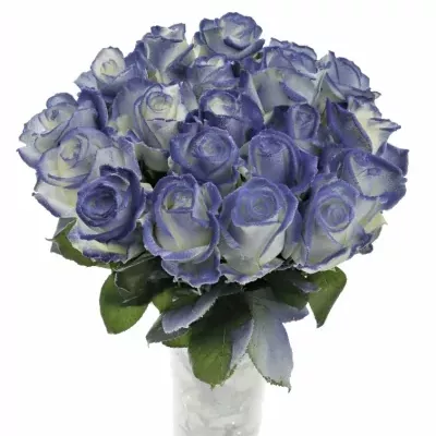 Modrobílá růže MARSHMALLOW BLUE