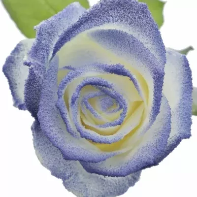 Modrobílá růže MARSHMALLOW BLUE