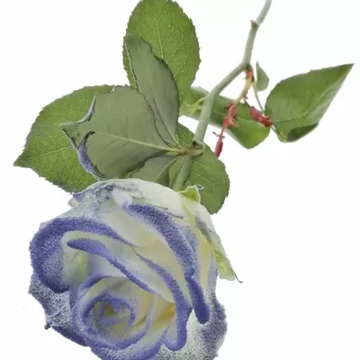 Modrobílá růže MARSHMALLOW BLUE