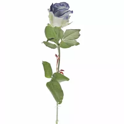 Modrobílá růže MARSHMALLOW BLUE