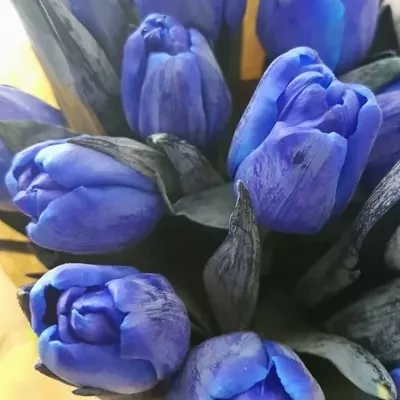 Tulipán barvený ANTARCTICA BLUE 36cm/38g