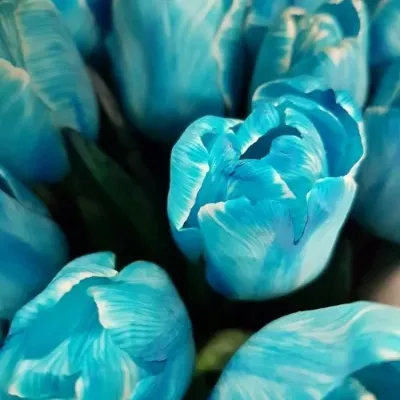 Tulipán barvený ANTARCTICA LIGHT BLUE 38cm/36g