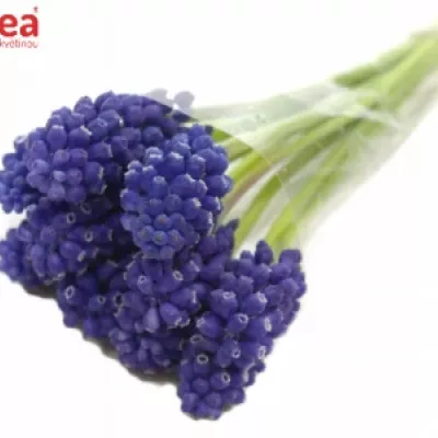 MUSCARI MARLEEN