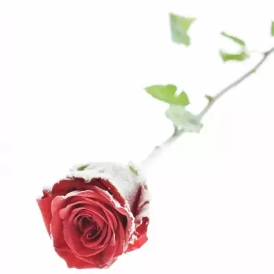 Namrzlá růže RED EAGLE Cold Feet 70cm