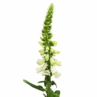 Náprstník PURPUREA CAMELOT LAVENDER 45 cm