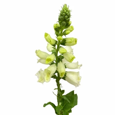 Náprstník PURPUREA CAMELOT WHITE 50cm