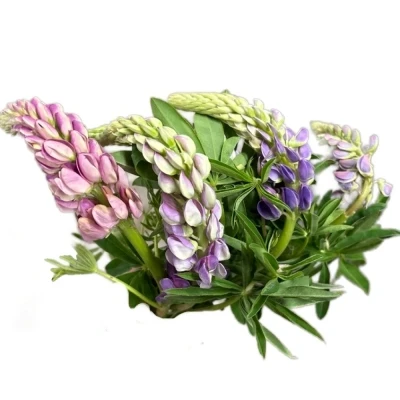 Náprstník PURPUREA MIX