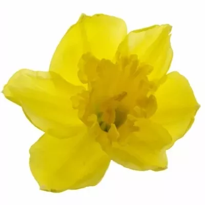 Narcis G CARLTON 50cm/29g