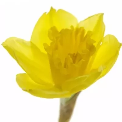 Narcis Carlon