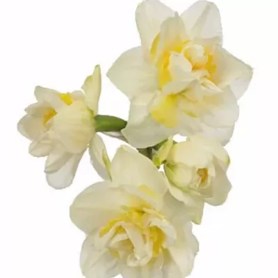 Narcis D WHITE LION 52cm/38g