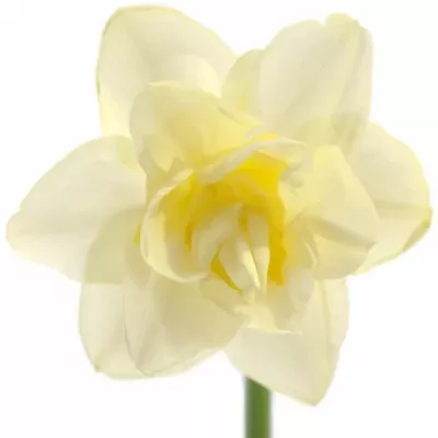 Narcis D WHITE LION 52cm/38g