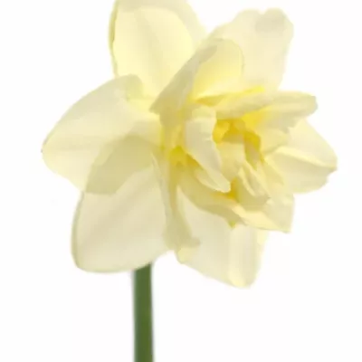 Narcis D WHITE LION 52cm/38g
