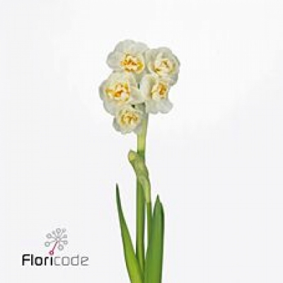 Narcis DOUBLE BRIDAL CROWN 35cm/32g