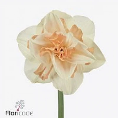 Narcis DOUBLE DELNASHAUGH 45cm/35g