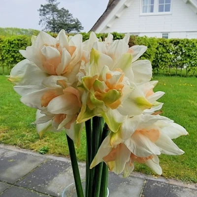 Narcis DOUBLE SNOW PARADISE