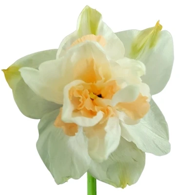 Narcis DOUBLE SNOW PARADISE