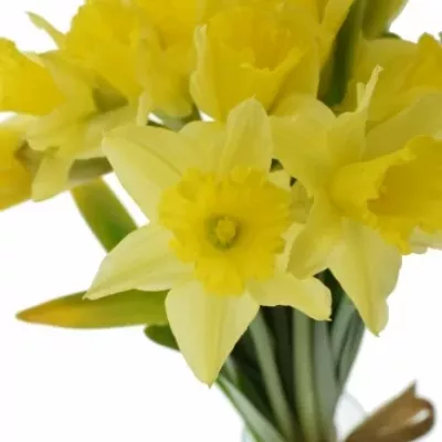 Narcis DUTCH MASTER 52cm/75g