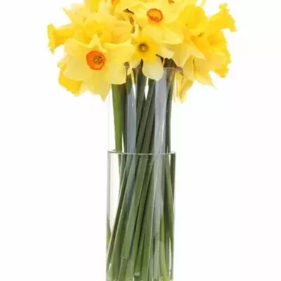 Narcis DUTCH MASTER 52cm/75g