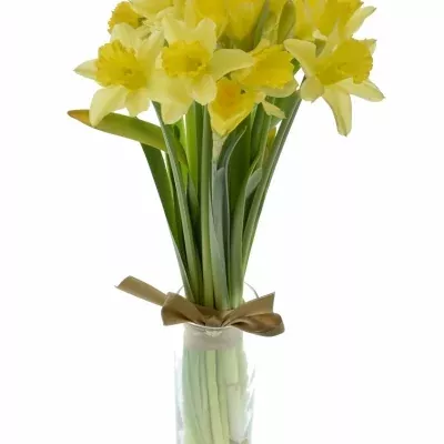 Narcis DUTCH MASTER 52cm/75g