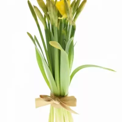 Narcis DUTCH MASTER 52cm/75g