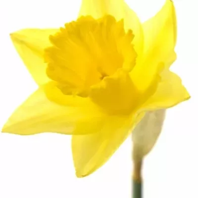 Narcis DUTCH MASTER 52cm/75g